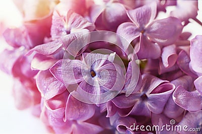 Macro shot bright purple violet lilac flowers. Abstract romantic floral background Stock Photo