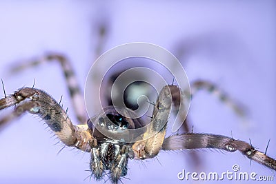 Macro shot of a brown recluse spider on blue Stock Photo