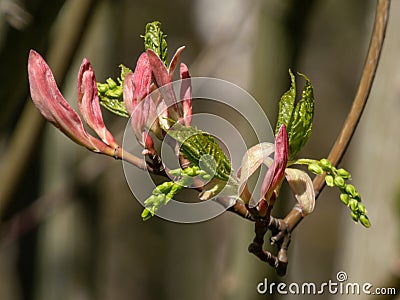 Macro shot of buds of small green and pink leaves and flowers of striped maple, moosewood, moose maple or goosefoot maple Acer Stock Photo