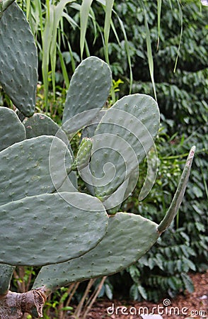 A macro shot of a cactus leaf Stock Photo