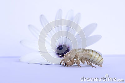 Macro shot of cicada larva insect and daisy flower on white background Stock Photo