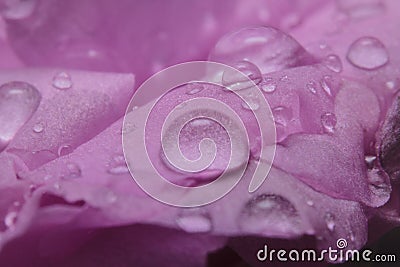 Macro shot close-up rainwater droplets on the pink flower Stock Photo