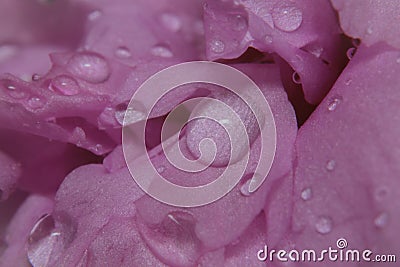 Macro shot close-up rainwater droplets on the pink flower Stock Photo