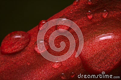 Macro shot close-up rainwater droplets on red passion flower, passiflora racemose Stock Photo