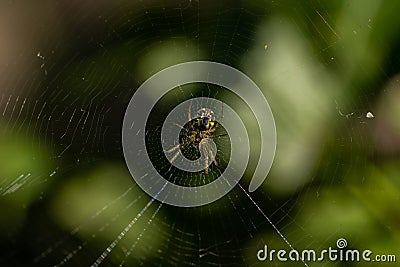 Macro shot of cobweb texture with spider in center. Arachnid hunter weaving a silk web trap. Detailed view of spiderwebs Stock Photo