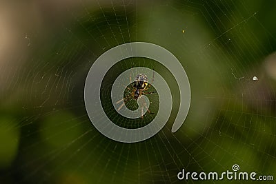 Macro shot of cobweb texture with spider in center. Arachnid hunter weaving a silk web trap. Detailed view of spiderwebs Stock Photo