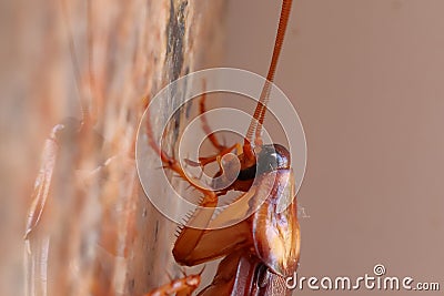 Macro shot of cockroach on the granite stone Stock Photo