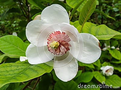 Macro shot of cup shaped Siebold`s magnolia or Korean mountain magnolia and Oyama magnolia Magnolia sieboldii flower with Stock Photo