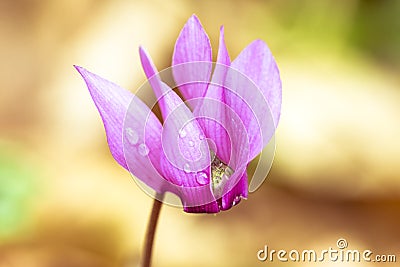 Macro shot of cyclamen Stock Photo