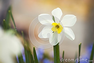 Macro shot of Daffodil/ yellow narcissus in the garden Stock Photo