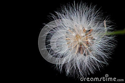Macro shot of a dandelion flower isolated on a blackbackground Stock Photo
