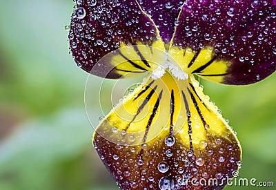 Macro Dew-covered Dark Purple Johnny Jump Up Stock Photo