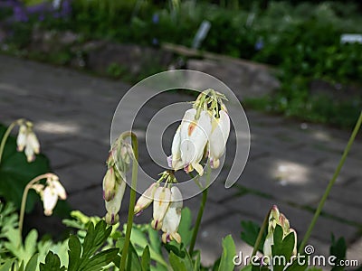 Macro shot of delicate, dangling creamy white, heart-shaped flowers of the fern-leaf bleeding heart plant cultivar - Dicentra Stock Photo