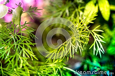 Macro shot of dill plants in a greenhouse Stock Photo