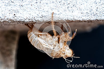 Discarded moult Stock Photo