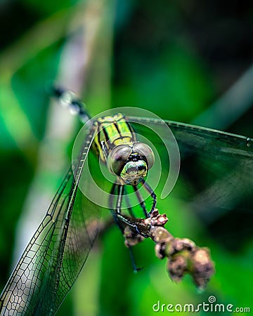 Macro shot of a dragonfly with beautiful eyes Stock Photo