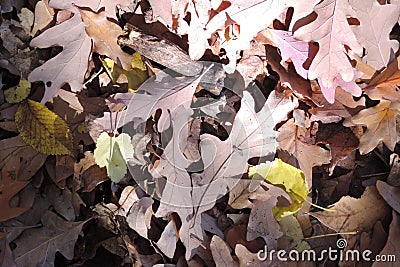 Dried oak leaves covered the ground Stock Photo