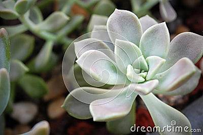 Macro shot of Echeveria Elegans (Mexican Snowball Stock Photo