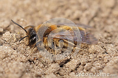 Macro shot of a female andrena praecox Stock Photo