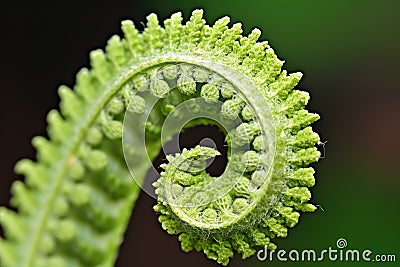 macro shot of fern unfurling, displaying intricate pattern Stock Photo