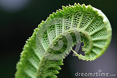 macro shot of fern unfurling, displaying intricate pattern Stock Photo