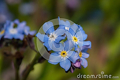 Field forget me nots myosotis arvensis Stock Photo