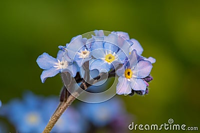 Field forget me nots myosotis arvensis Stock Photo