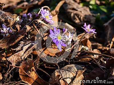 Macro shot of first of the spring wildflowers American Liverwort Anemone hepatica in brown dry leaves in sunlight. Lilac and Stock Photo