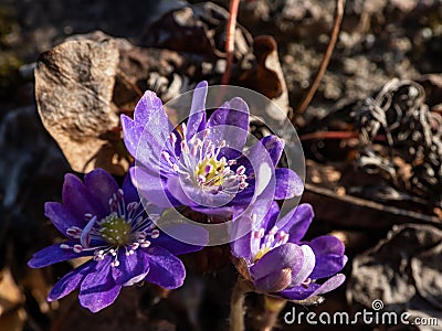 Macro shot of first of the spring wildflowers American Liverwort Anemone hepatica in brown dry leaves in sunlight. Lilac and Stock Photo