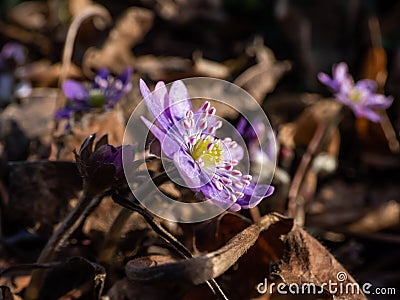 Macro shot of first of the spring wildflowers American Liverwort Anemone hepatica in brown dry leaves in sunlight. Lilac and Stock Photo