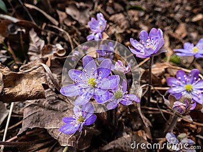 Macro shot of first of the spring wildflowers American Liverwort Anemone hepatica in brown dry leaves in sunlight. Lilac and Stock Photo