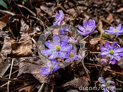 Macro shot of first of the spring wildflowers American Liverwort Anemone hepatica in brown dry leaves in sunlight. Lilac and Stock Photo