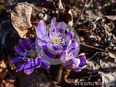 Spring wildflowers American Liverwort (Anemone hepatica) in brown dry leaves in sunlight. Lilac and Stock Photo