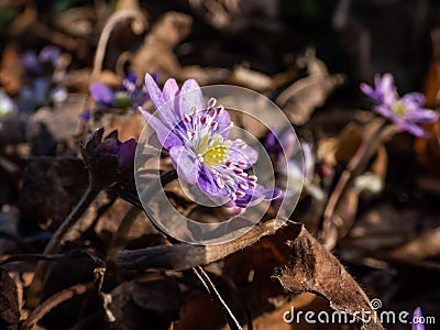 American Liverwort (Anemone hepatica) in brown dry leaves in sunlight. Lilac and Stock Photo