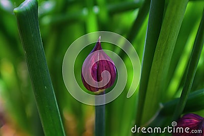 Macro shot of flower in full bloom phase Grass Plant chives Allium schoenoprasum. Detail of the petals of this flower with brigh Stock Photo