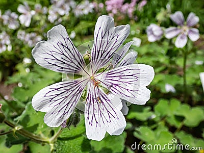 Macro shot of flowering plant with rounded, palmate leaves and 5-petalled pale pink flowers striped with violet veins - Renard Stock Photo