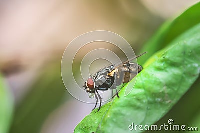 A macro shot of fly on green leaves . Live house fly .Insect close-up Stock Photo