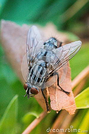 A macro shot of fly Housefly House fly Musca domestica Stock Photo