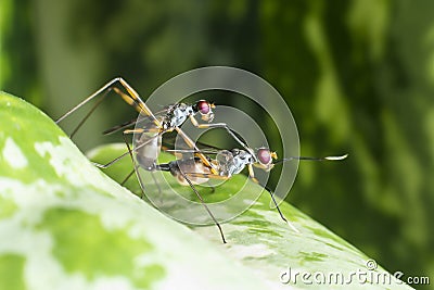 A macro shot of fly, insects mating Stock Photo