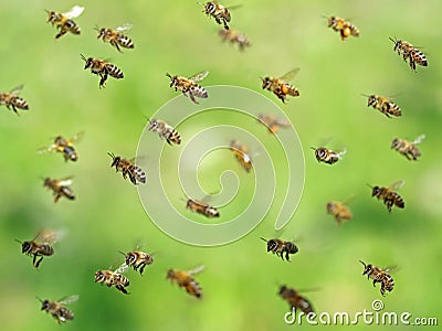 Macro shot of flying bee swarm after collecting pollen in spring on green bokeh Stock Photo