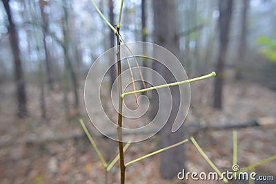 Macro shot of forest details of trees and plants in nature Stock Photo