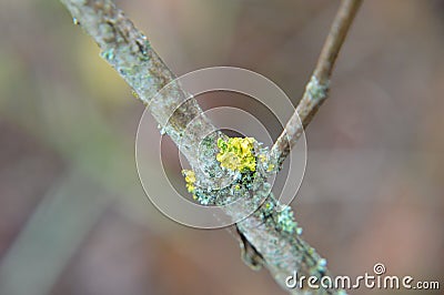 Macro shot of forest details of trees and plants in nature Stock Photo