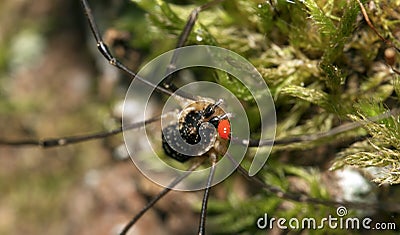 Macro shot of forest spider Stock Photo