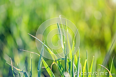 Macro Shot Of Grass Stock Photo