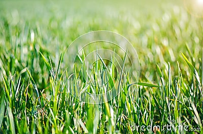 Macro Shot Of Grass Stock Photo