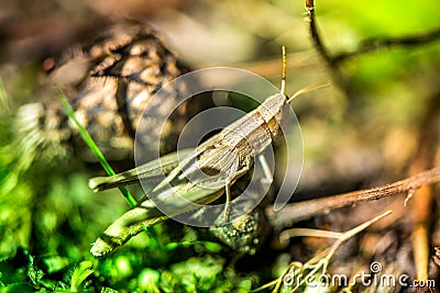 Macro shot of grasshopper, caught while picking mushrooms and cranberries in forest in early autumn. Stock Photo
