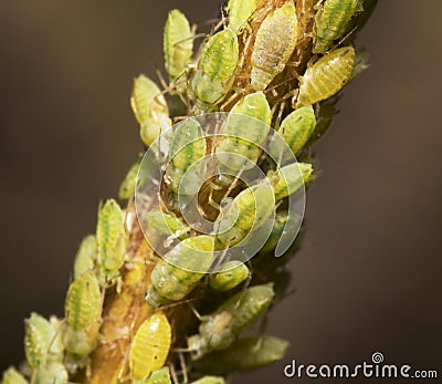 Macro shot of green Aphids on the stem. Stock Photo