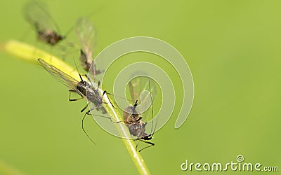 Macro shot of green Aphids on the stem. Stock Photo