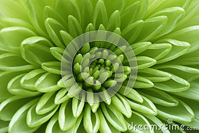 Macro shot of a green flower Stock Photo