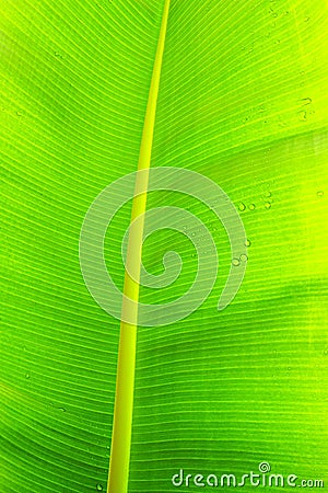 Close up cropped image of banana palm leaf with visible texture structure. Green nature concept background Stock Photo